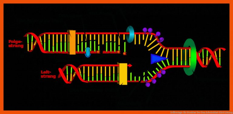 Zellbiologie für struktur der dna arbeitsblatt klett lösung