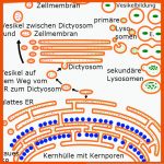 Zellbiologie Fuer Vergleich Tierische Und Pflanzliche Zelle Arbeitsblatt Lösungen