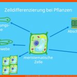 Zelldifferenzierung â¢ Einfach ErklÃ¤rt, Zelltypen Â· [mit Video] Fuer Zelle Gewebe organ organsystem organismus Arbeitsblatt