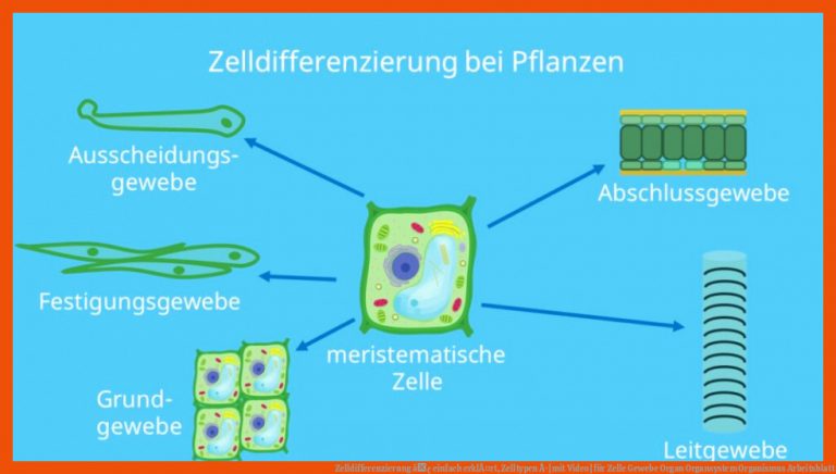 Zelldifferenzierung â¢ einfach erklÃ¤rt, Zelltypen Â· [mit Video] für zelle gewebe organ organsystem organismus arbeitsblatt