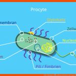 Zelle (biologie) â¢ Aufbau, Definition Und Typen Â· [mit Video] Fuer Bakterien Aufbau Arbeitsblatt