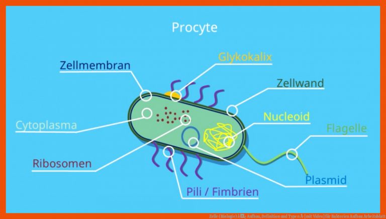 Zelle (biologie) â¢ Aufbau, Definition Und Typen Â· [mit Video] Fuer Bakterien Aufbau Arbeitsblatt