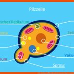 Zelle (biologie) â¢ Aufbau, Definition Und Typen Â· [mit Video] Fuer Menschliche Zelle Aufbau Arbeitsblatt