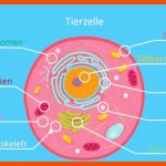 Zelle (biologie) â¢ Aufbau, Definition Und Typen Â· [mit Video] Fuer Menschliche Zelle Aufbau Arbeitsblatt