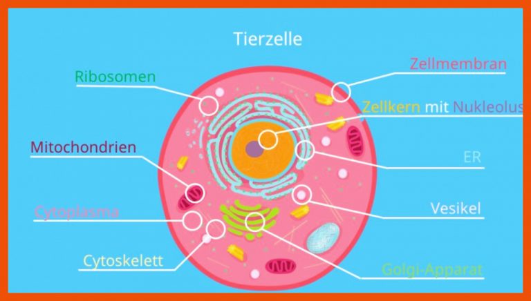 Zelle (Biologie) â¢ Aufbau, Definition und Typen Â· [mit Video] für menschliche zelle aufbau arbeitsblatt