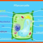 Zelle (biologie) â¢ Aufbau, Definition Und Typen Â· [mit Video] Fuer Pflanzenzelle Arbeitsblatt