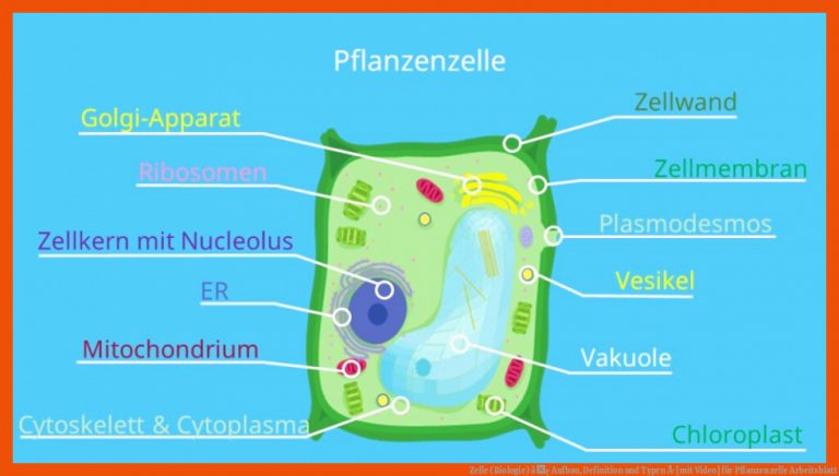 Zelle (Biologie) â¢ Aufbau, Definition und Typen Â· [mit Video] für pflanzenzelle arbeitsblatt