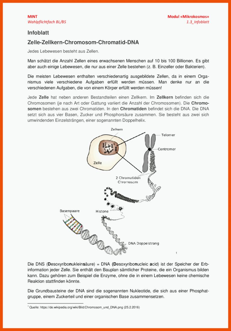 Zelle-zellkern-chromosom-chromatid-dna - Docsity Fuer Aufbau Eines Chromosoms Arbeitsblatt Lösungen
