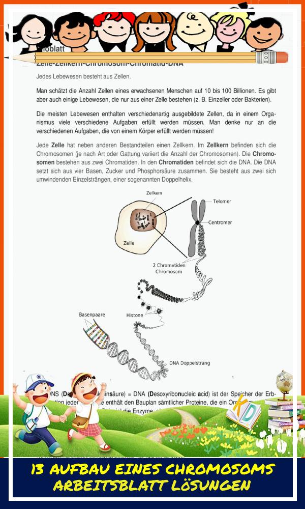 13 Aufbau Eines Chromosoms Arbeitsblatt Lösungen