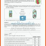 Zellen Und Zellorganellen: Stationenarbeit - Meinunterricht Fuer Von Der Zelle Zum organismus Arbeitsblatt Lösungen