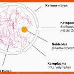 Zellkern Mit Chromatin Biologie, Lehrbuch, Lernen Tipps Schule Fuer Die Bedeutung Des Zellkerns Arbeitsblatt