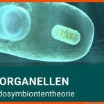 Zellorganellen - Die Endosymbiontentheorie Fuer Endosymbiontentheorie Arbeitsblatt