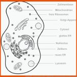 Zellorganellen - Woraus Besteht Eine Zelle? - Studyhelp Online-lernen Fuer Menschliche Zelle Aufbau Arbeitsblatt