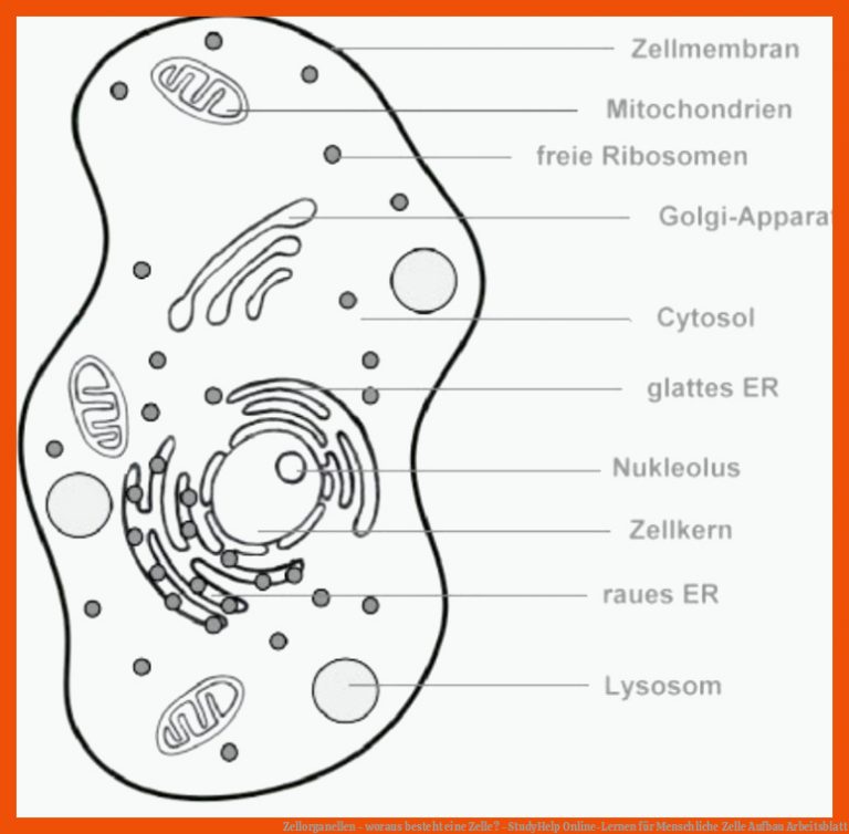 Zellorganellen - woraus besteht eine Zelle? - StudyHelp Online-Lernen für menschliche zelle aufbau arbeitsblatt