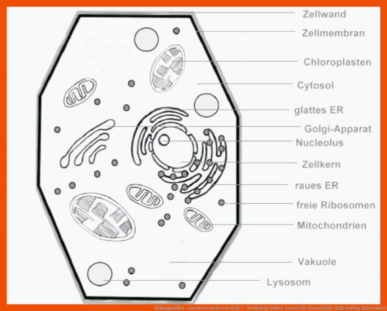 Zellorganellen - woraus besteht eine Zelle? - StudyHelp Online-Lernen für menschliche zelle aufbau arbeitsblatt