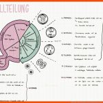 Zellteilung / Mitose Biologiestunden, Biologie Abitur, Lernen ... Fuer Zellzyklus Arbeitsblatt