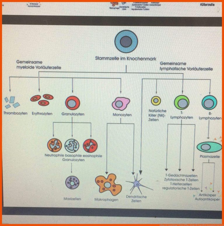 Zelltypen der Immunbiologie? (Schule, KÃ¶rper, Biologie) für unspezifische immunabwehr arbeitsblatt