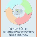 Zellzyklus & Cycline - Kurs Mit Karteikarten & Texten Fuer Zellzyklus Arbeitsblatt