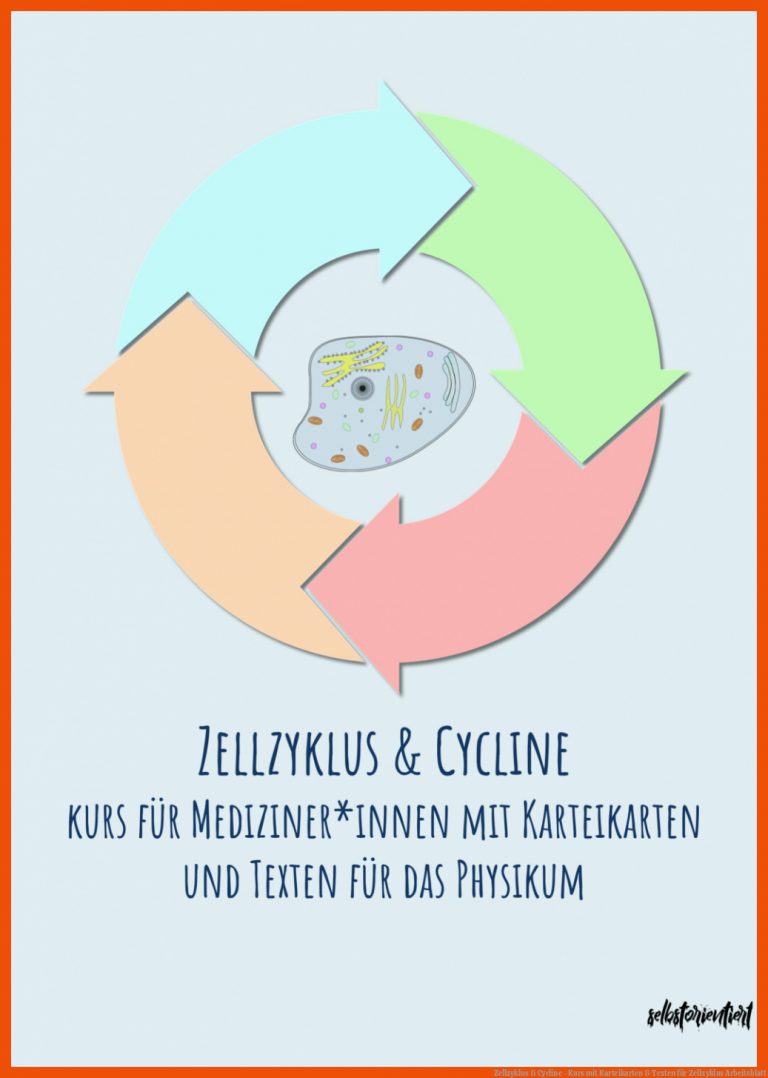 Zellzyklus & Cycline - Kurs mit Karteikarten & Texten für zellzyklus arbeitsblatt