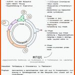 Zellzyklus (inkl - Zelzyklus & Mitose Interphase Go Phase : 61 ... Fuer Mitose Arbeitsblatt Lösungen