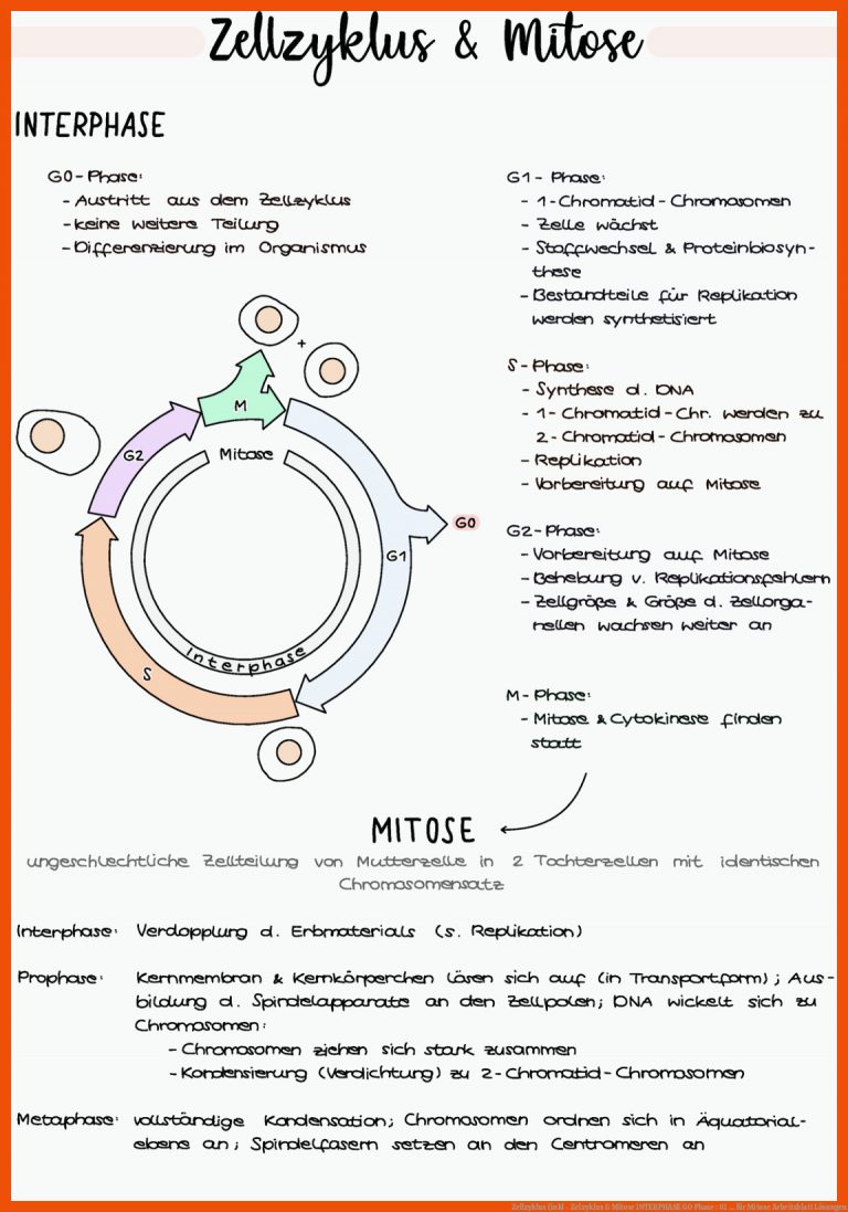 Zellzyklus (inkl - Zelzyklus & Mitose INTERPHASE GO Phase : 61 ... für mitose arbeitsblatt lösungen