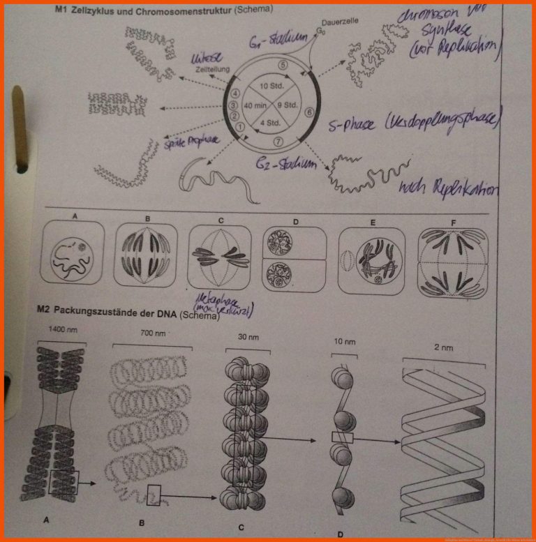 Zellzyklus und Mitose? (Schule, Biologie, Genetik) für mitose arbeitsblatt