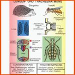 Zoologie 1 (wirbellose Tiere)-st7010 Fuer Wirbellose Tiere Arbeitsblatt