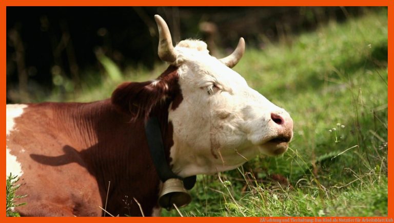 ZÃ¼chtung und Tierhaltung: Das Rind als Nutztier für arbeitsblatt kuh