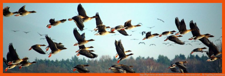 ZugvÃ¶gel: Reise mit Risiko | Umwelt im Unterricht: Materialien und ... für vogelflug arbeitsblatt