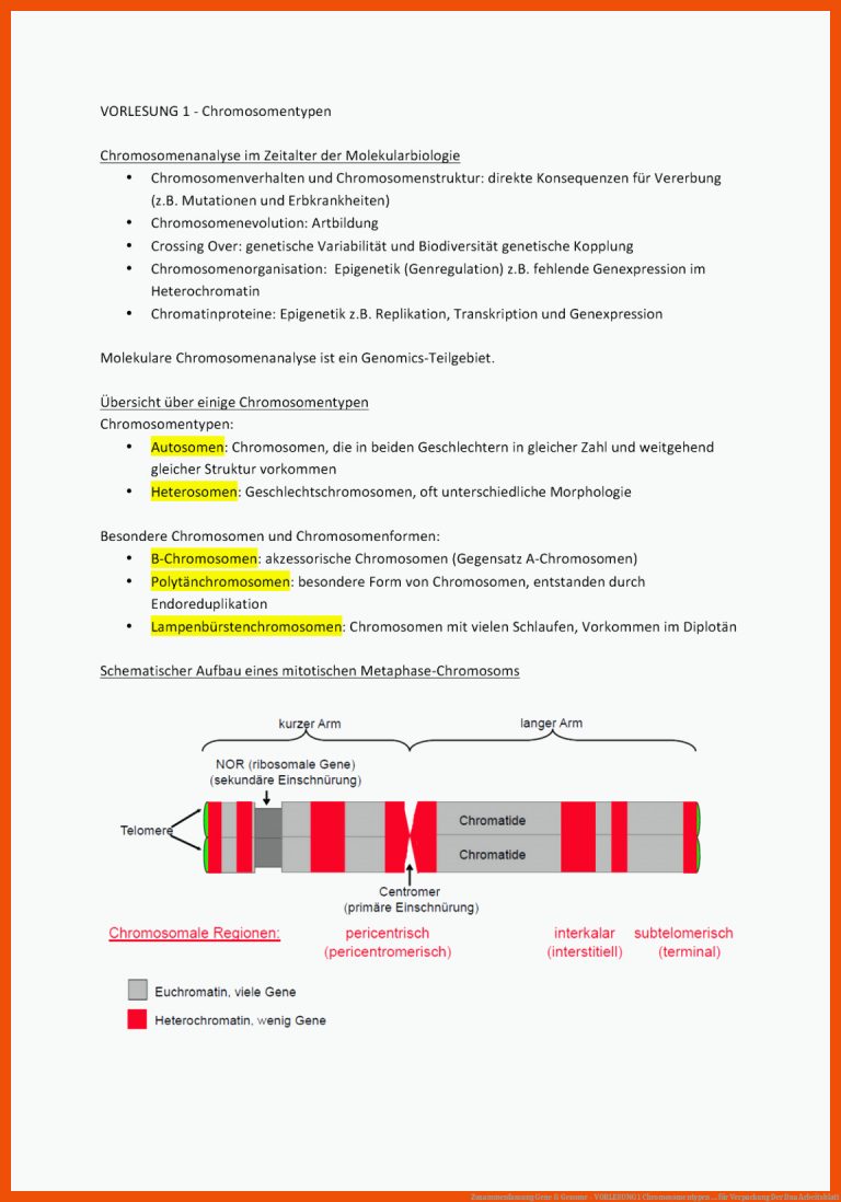 Zusammenfassung Gene & Genome - VORLESUNG 1 Chromosomentypen ... für verpackung der dna arbeitsblatt