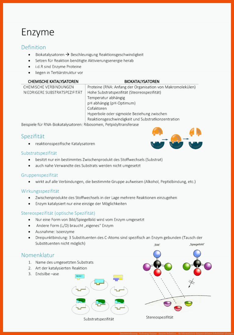 Zusammenfassung - Vorlesung: Enzyme - Enzyme Definition ... für schematisierte enzymreaktionen arbeitsblatt lösungen
