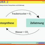 Zusammenhang Zwischen Fotosynthese Und Zellatmung - Ppt Herunterladen Fuer Fotosynthese Und Zellatmung Arbeitsblatt Lösungen